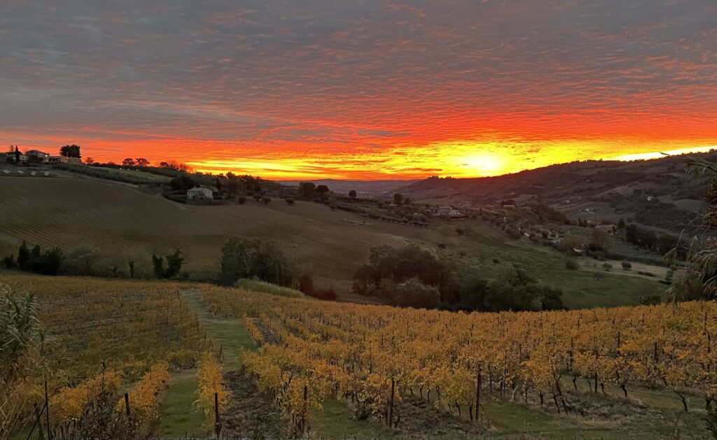 alba nel vigneto